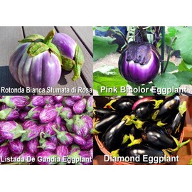 Please Read! This is A Mix!!! 30+ Eggplant Mix Seeds 11 Varieties Heirloom Non-GMO Aubergine, Asian, European, Italian, Profilic, Super Delicious, from USA