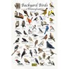 Where's Wildlife Backyard Birds of Pennsylvania Bird Identification Poster (12"