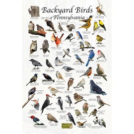 Where's Wildlife Backyard Birds of Pennsylvania Bird Identification Poster (12" x 18")