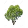CZ Grain (One) Fastest Growing Tree in The World -Ready