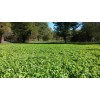 Feeders Outdoors 3 LBS DEER GREENS PURPLE TOP TURNIP DAIKON
