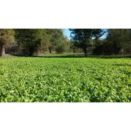 Feeders Outdoors 3 LBS DEER GREENS PURPLE TOP TURNIP DAIKON RADISH RAPE SEED DEER FOOD PLOT SEED