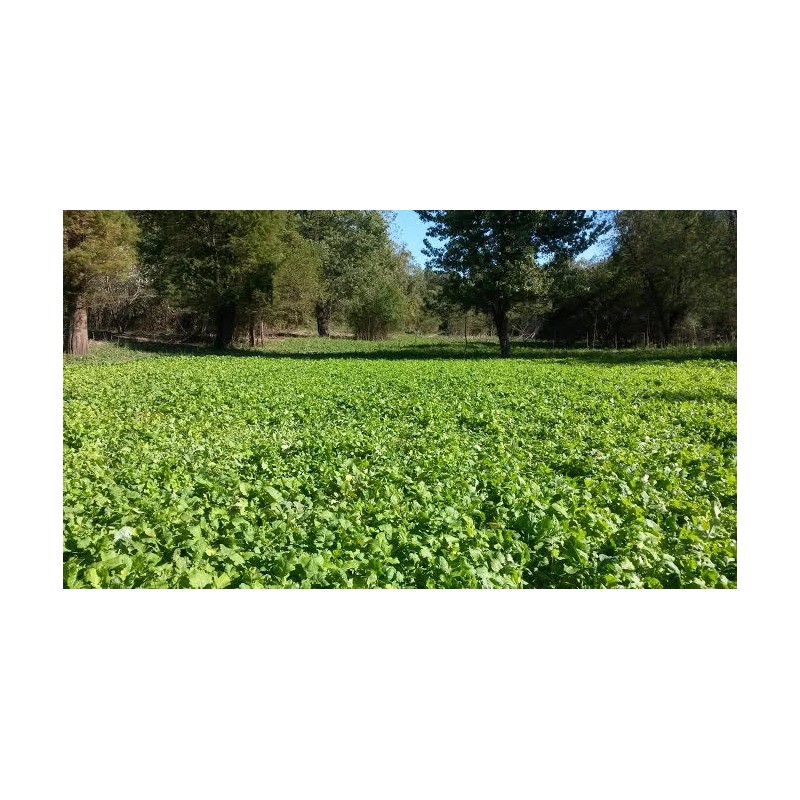 Feeders Outdoors 3 LBS DEER GREENS PURPLE TOP TURNIP DAIKON