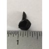 OLD NAIL SOURCE 5/8" Steel Decorative Rose Head Nails -