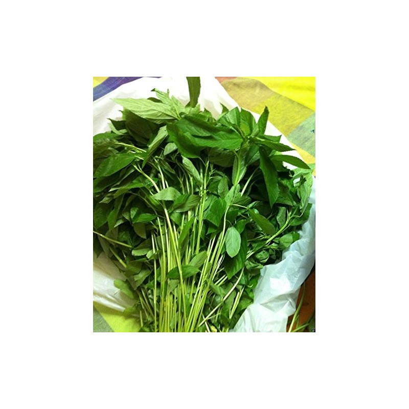 100 Jute Seeds, Egyptian Spinach,Saluyot, Molokhia, Plant Spring Or Summer