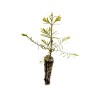 The Jonsteen Company Dawn Redwood | Small Tree Seedling |