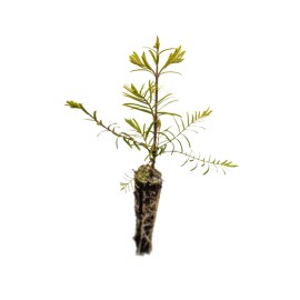 The Jonsteen Company Dawn Redwood | Small Tree Seedling | The Jonsteen Company