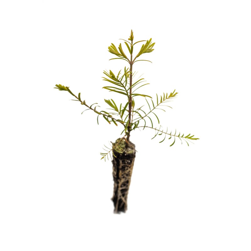 The Jonsteen Company Dawn Redwood | Small Tree Seedling |