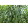 Giant Bamboo Seeds for Planting - 500+ Giant Green Bamboo