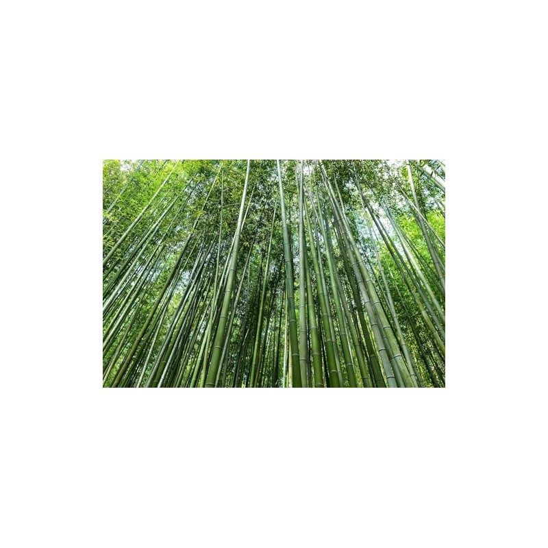 Giant Bamboo Seeds for Planting - 500+ Giant Green Bamboo