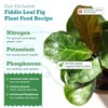 Fiddle Leaf Fig Plant Food Fiddle Leaf Fig Tree Plant