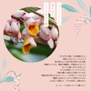 Okinawa of puremiamurururunhaibisukasu Scented Set of 1 X 5 Bags