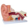 Axis Scientific Human Ear Model, 5 Times Enlarged 4 Dimensional