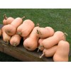 20+ Squash Seeds- Waltham Butternut- Heirloom Variety