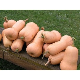 20+ Squash Seeds- Waltham Butternut- Heirloom Variety