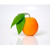 Valencia Orange Tree Starter Plant. Citrus sinensis. 3" - 5"