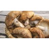 [100% Made in Japan] Shiitake Mushrooms, Powder Free, Additive-free, 2.5