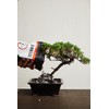 JK Global Imports Bonsai Soil by The Bonsai Supply C