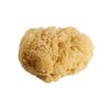 NATURAL SEA SPONGES Natural Sea Sponge for Bath and Shower