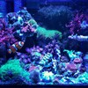 ABI 12W Tuna Blue LED Bulb Coral Reef Optimized Spectrum