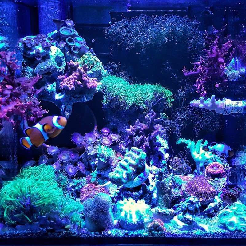 ABI 12W Tuna Blue LED Bulb Coral Reef Optimized Spectrum