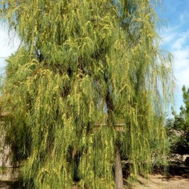 Fresh Acacia Stenophylla, Shoestring Wattle Willow, (25 Seeds), Drought Tolerant