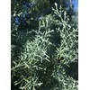 Arizona Blue Ice Cypress | 1 Large Gallon Size Tree