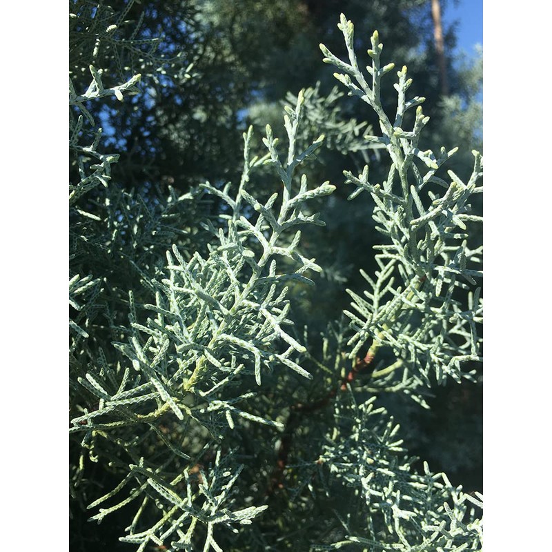 Arizona Blue Ice Cypress | 1 Large Gallon Size Tree
