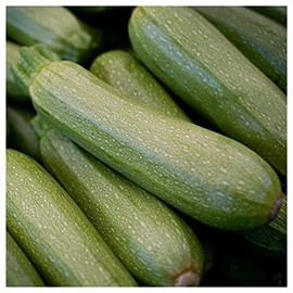 Everwilde Farms - 1 Lb Gray Zucchini Summer Squash Seeds - Gold Vault