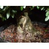 Unbranded Chinese elm pre-bonsai - 9" to 11"