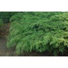 Microbiota decussata (Russian Cypress) Evergreen, #2 - Size Container