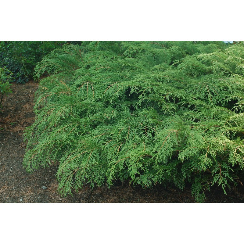 Microbiota decussata (Russian Cypress) Evergreen, #2 - Size Container