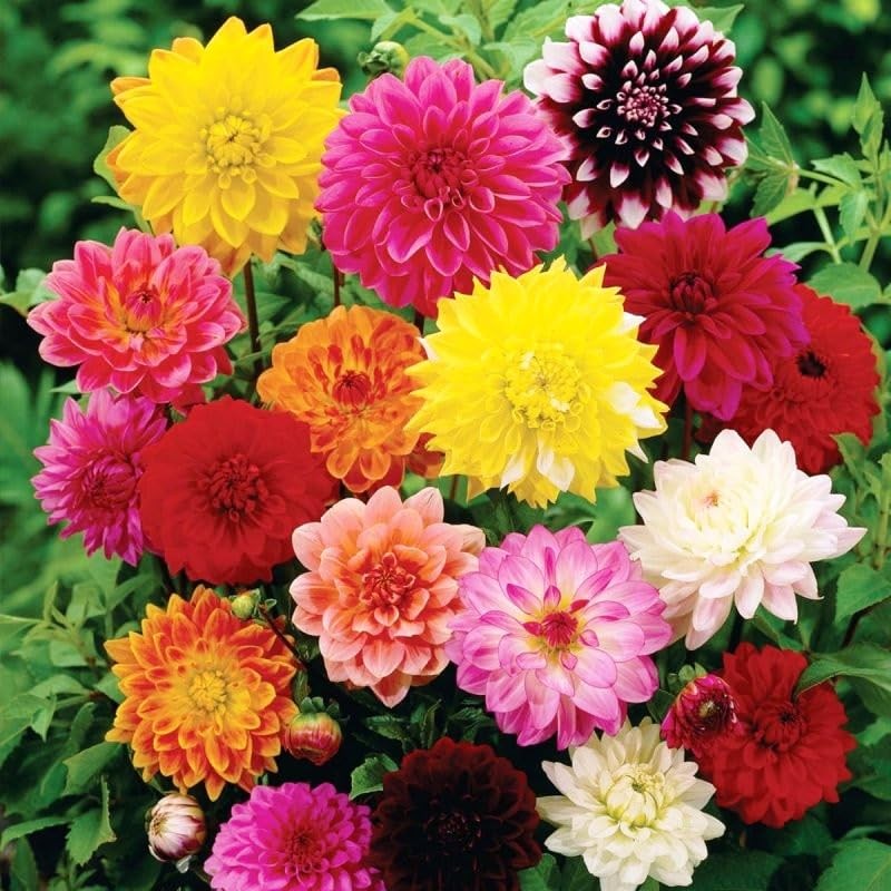 22Day Seeds: Seeds Dahlia Double Mix/Annual Flowers