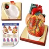2024 Newest Design Human Skeleton Model,Heart Models-Best Anatomy Model Bundle