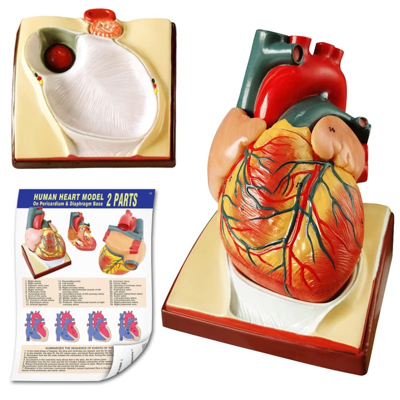 2024 Newest Design Human Skeleton Model,Heart Models-Best Anatomy Model Bundle
