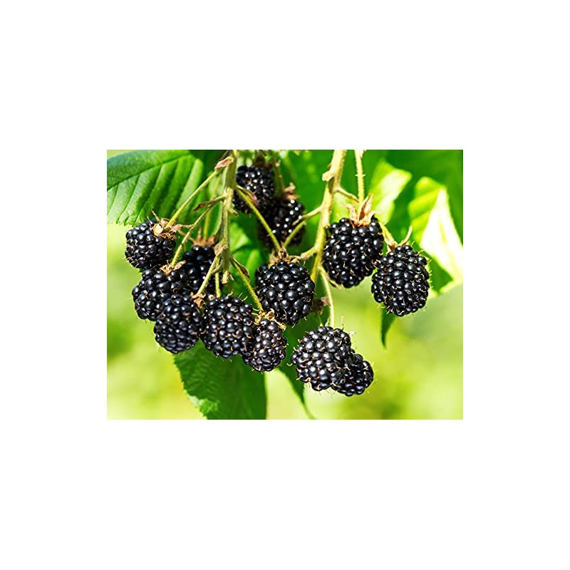 Triple Crown BlackBerry, Thornless BlackBerry Plants, 10 Ct