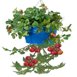 HIT Corp. 8399E B Enameled Galvanized Steel Hanging Planter, Blue