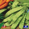 Maxboba Pea Seeds Snow Oregon Giant Non-GMO Heirloom - 96