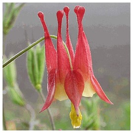 Everwilde Farms - 300 Wild Columbine Native Wildflower Seeds - Gold Vault Jumbo Seed Packet