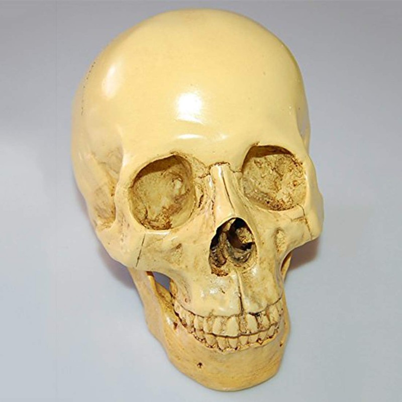 Model 1: 1 Resin Human Skull Anatomical Teaching Decoration Yellow