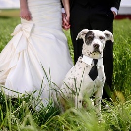 Dog Bow Tie Collar, Adjustable Wedding Pet Tie, Formal Dog Tuxedo Collar Cat Tie for Puppies, Kittens, Large, Medium and Small Dogs and Cats