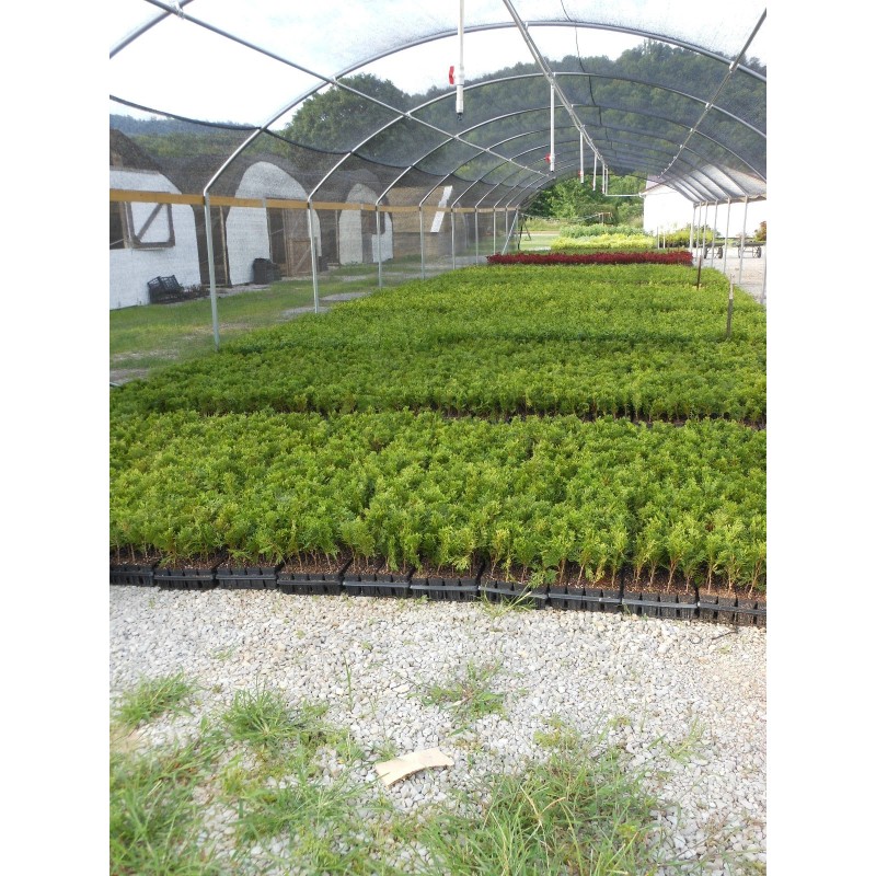 Unbranded 25 Green Giant trees 2.5" pot Arborvitae Thuja plicata