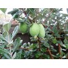 Pineapple Guava | 2 Large Gallon Size Plants | Feijoa