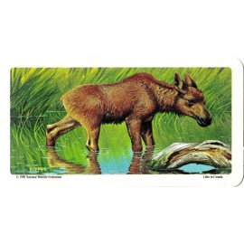 RED ROSE TEA CARD, SERIES: ANIMALS AND THEIR YOUNG, MOOSE