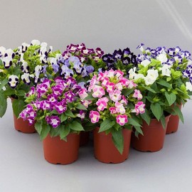 Park Seed Hi-Lite Mix Torenia Seeds, Pack of 25 Seeds – F1 Hybrid, 84 Days to Maturity, Colorful Bicolor & Tricolor Flowers, Ideal for Gardens, Containers, and Hanging Baskets