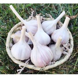 Whole Garlic Bulbs – Huge Non-GMO Bulbs for Fall Planting or Flavoring Dishes – Ready for Planting or Eating – (6 Bulb)