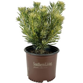 Blooming & Beautiful - Roman Candles Podocarpus - 3 gal - Southern Living - Evergreen Variegated Shrub - Zones 7-10 - Podocarpus macrophyllus 'MIU' PP28582-3 Gallon Pot
