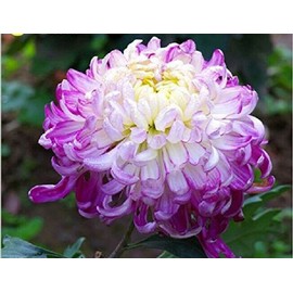 VAACNEE Chrysanthemum Morifolium 100 Seeds Light Purple Color Perennial Fragrant Flower