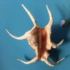 Large Water Spider Conch Seashell Natural Shell Rare Real Beach