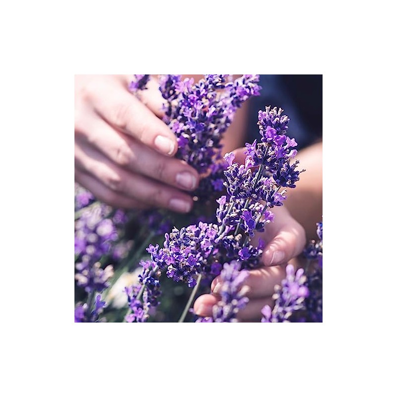 Herbal Essences Jojoba Oil Lavender Curls Shampoo